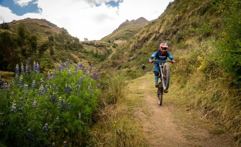 Downhill cyclist riding a flowing dirt path with wildflowers in Lamay, Sacred Valley, on the Epic Trail Lamay-Sapaccto. wearing helmet, with shrubs and open light.