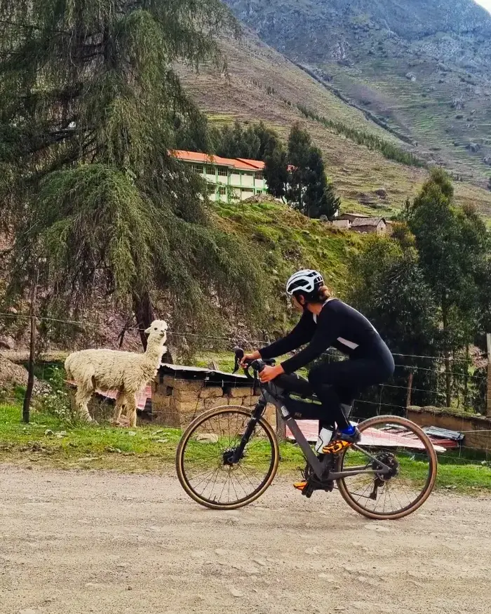 A cyclist rides along a rural road while a llama calmly watches from the side. How to acclimatize before doing MTB in Cusco