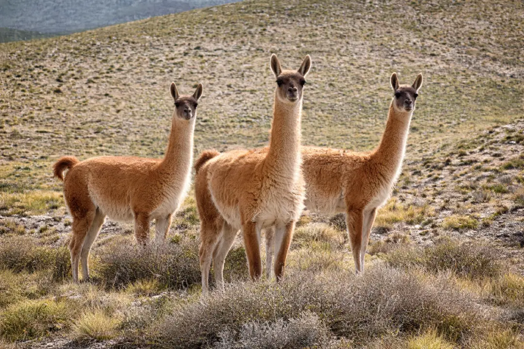 Three guanacos standing on open high Andean grassland, looking toward the camera with a wide hillside in the background.