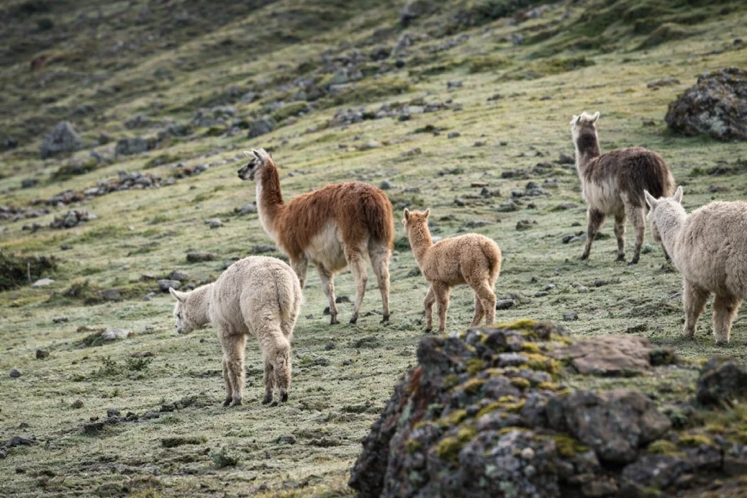 Group of llamas and alpacas grazing on a high Andean hillside with rocks and open grassland.