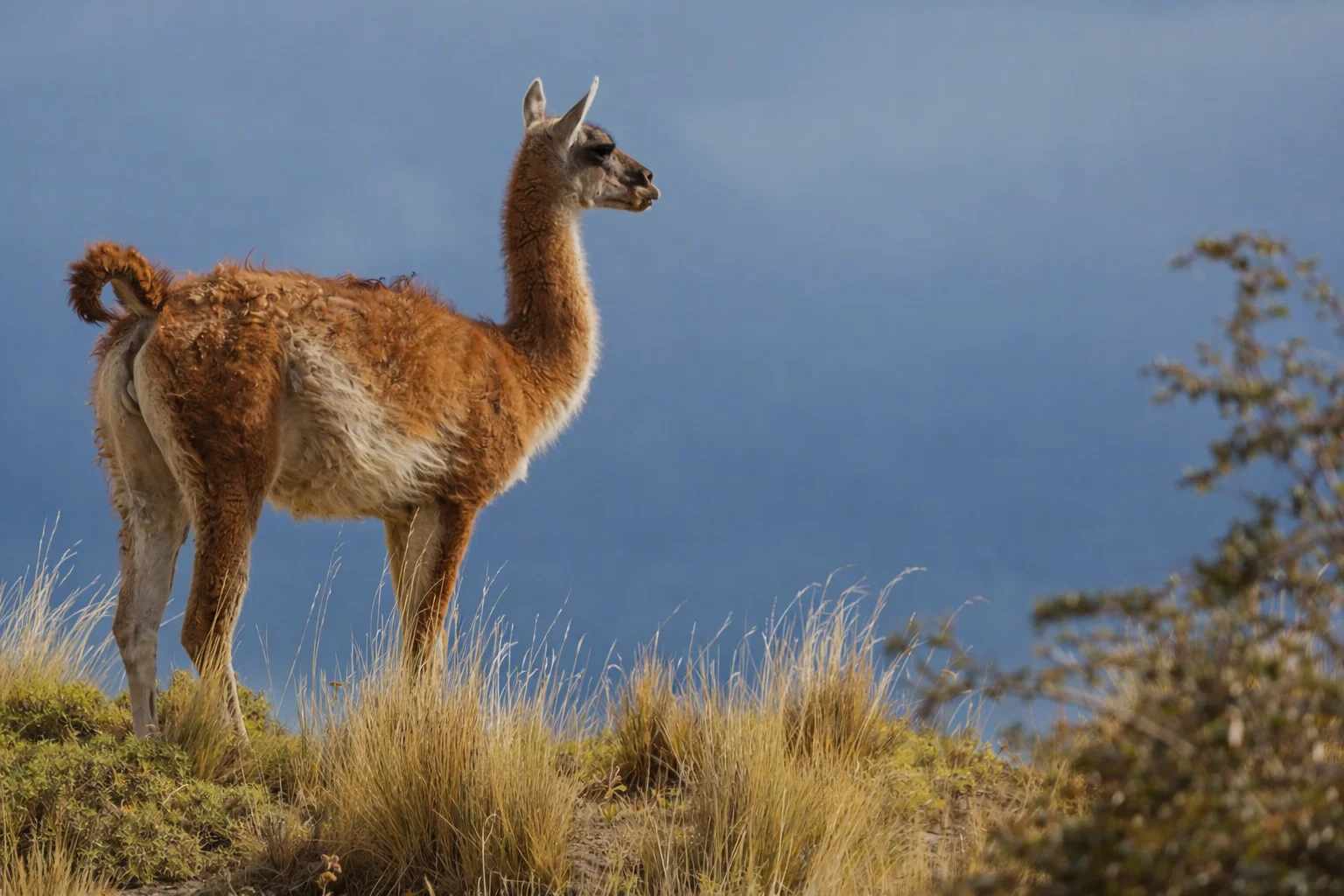 Vicuña standing on a grassy Andean hillside with a dramatic blue sky in the background.